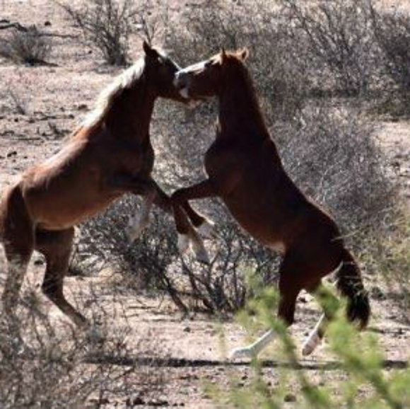 Meet your Posher, Liz - Picture 1 of 1